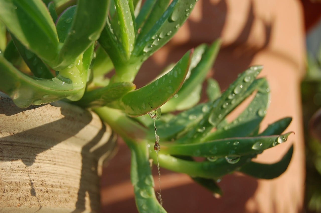Giardiniere che innaffia una pianta da interno al mattino presto, con luce naturale che entra dalla finestra, terriccio umido in vaso di terracotta