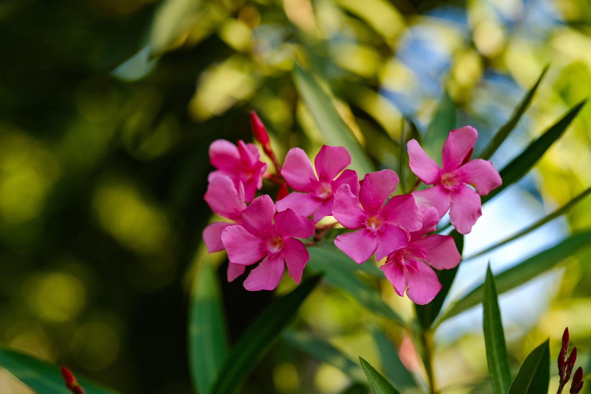 Bouganville con fiori magenta intenso su rami verdi, in primo piano un paio di cesoie affilate che tagliano un ramo secco