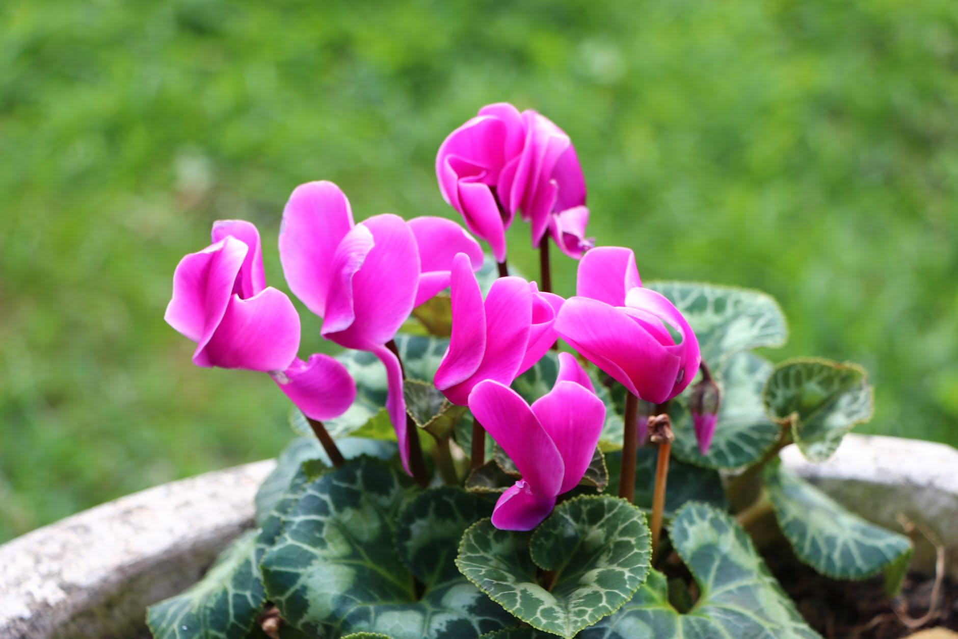 Ciclamino con fiori rosa e foglie verdi su sfondo chiaro, alcuni petali caduti sul terreno e foglie con ingiallimento iniziale ai margini