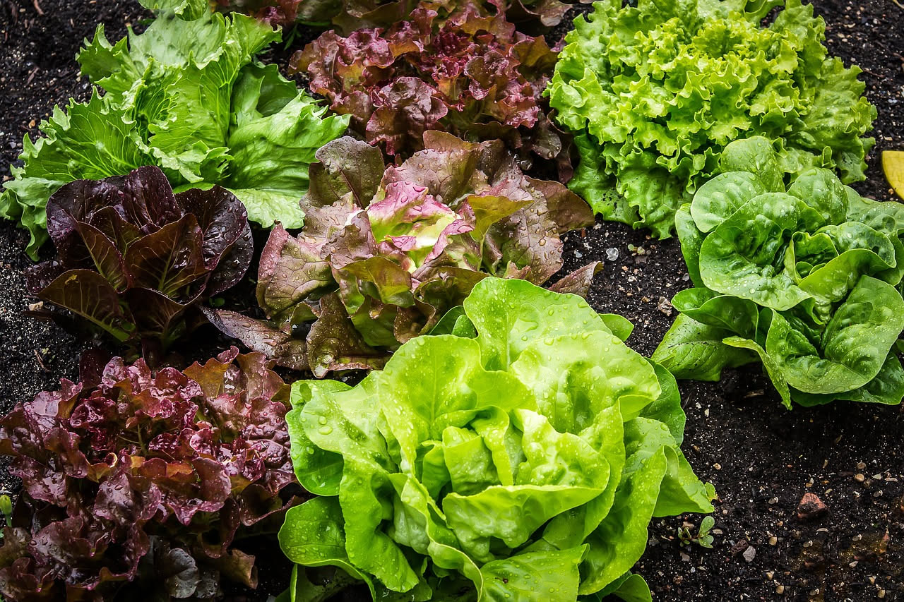 Insalata verde rigogliosa coltivata in orto estivo con foglie mature pronte per la raccolta, sfondo di sole e terreno umido