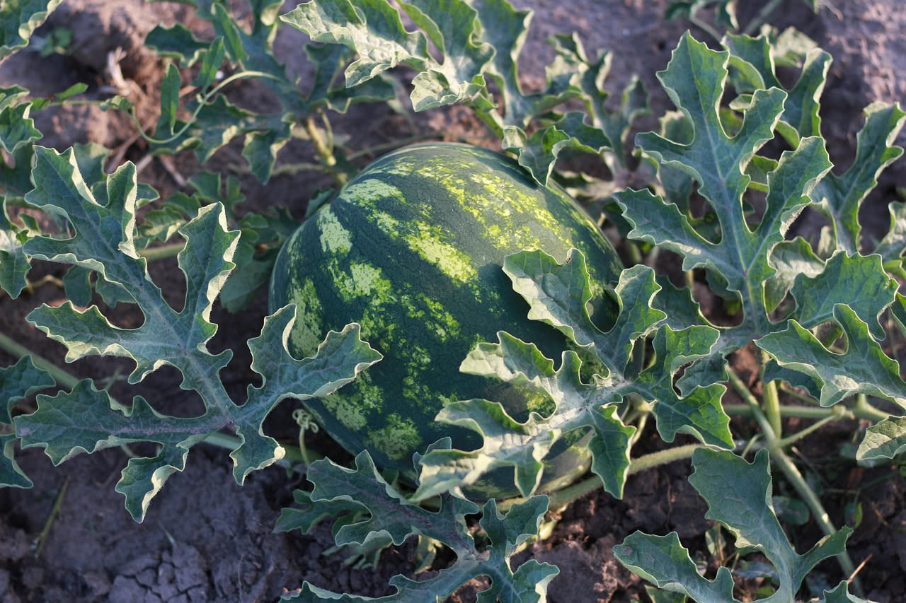 Melone cantalupo maturo con buccia reticolata dorata e anguria con buccia verde scuro brillante, tagliate a mostrare l'interno rosso succoso