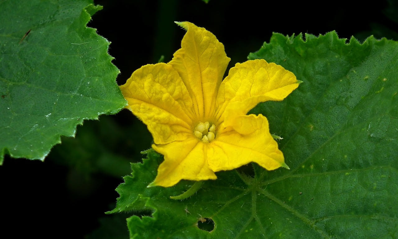 Orto estivo con cetrioli rampicanti su tutore di bambù, zucche gialle striscianti a terra e melone con foglie larghe verdi e frutti in maturazione sotto il sole