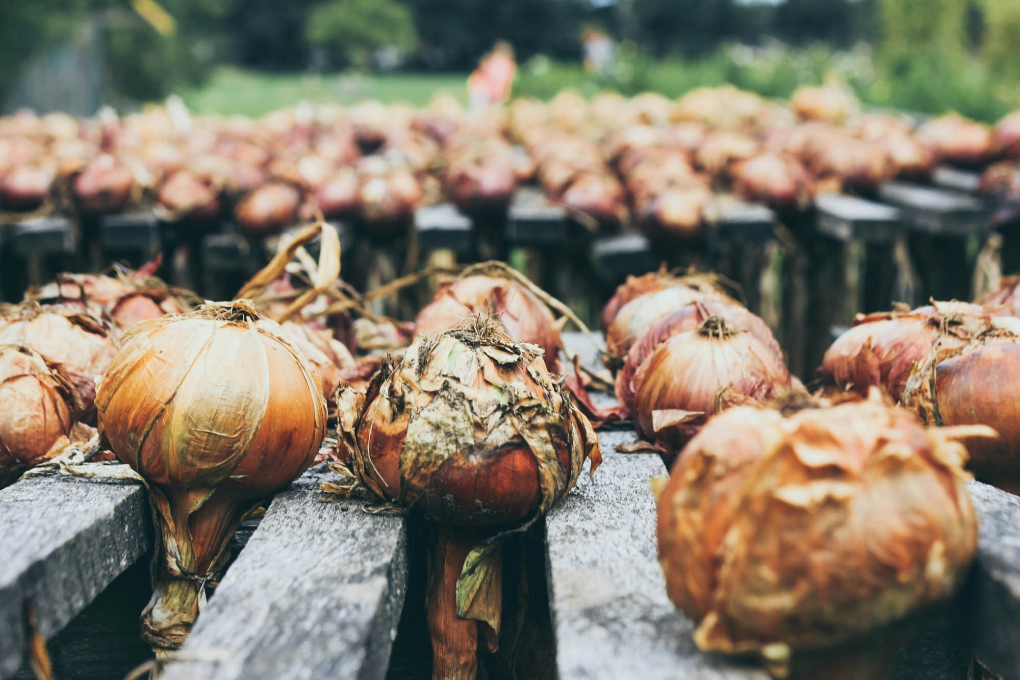 Cipolle rosse e bianche appena raccolte dall'orto, con radici ancora umide di terra, disposte su un panno di tela in una giornata soleggiata