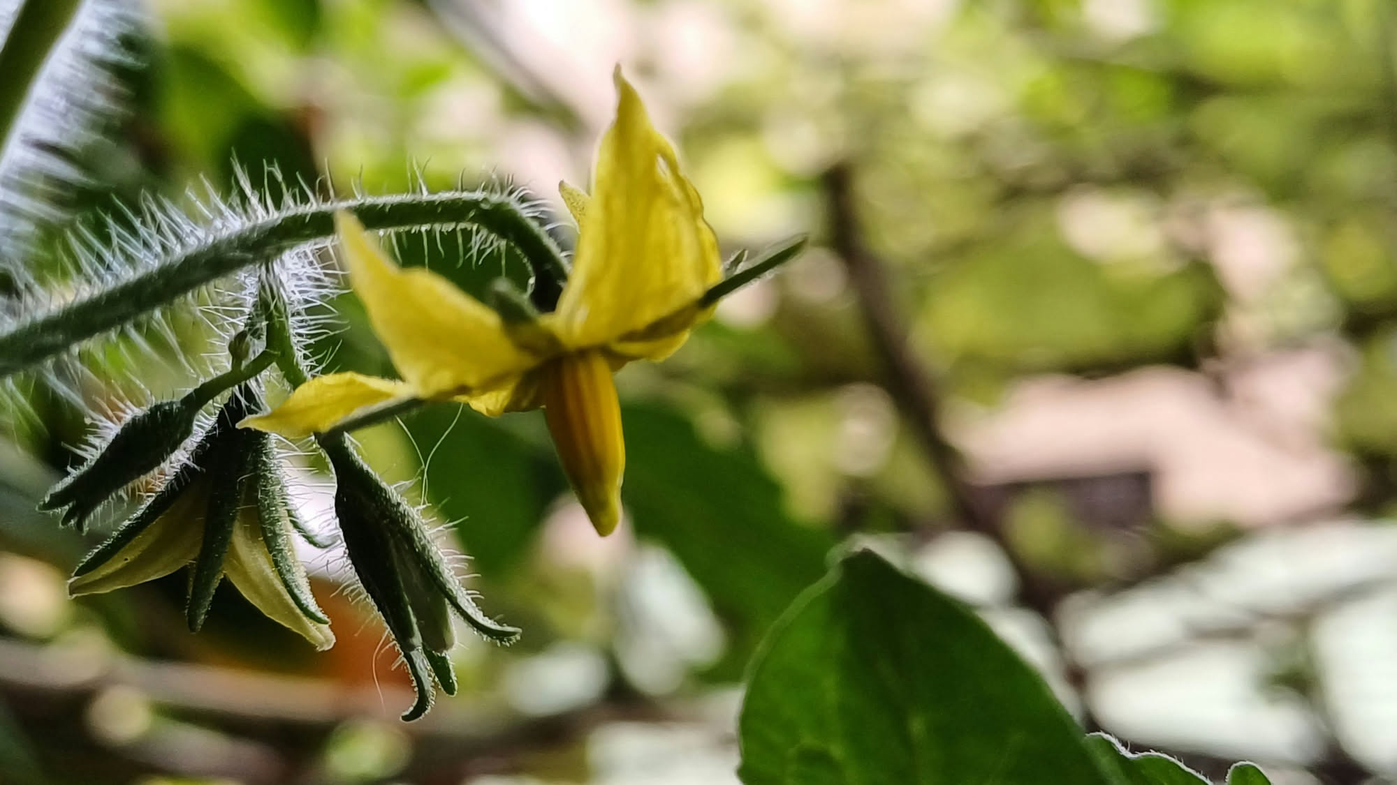 Mano che rimuove una femminella dal fusto principale di una pianta di pomodoro in pieno sviluppo, con foglie verdi e primi fiori gialli visibili