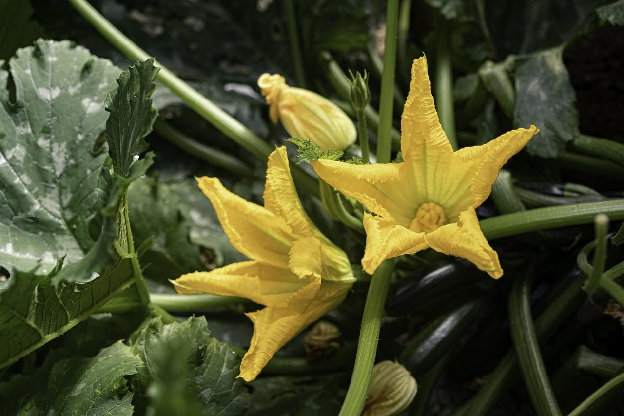 Mani che raccolgono una zucchina verde e fresca dal cespuglio, con fiori gialli e foglie verdi rigogliose sullo sfondo di un orto soleggiato