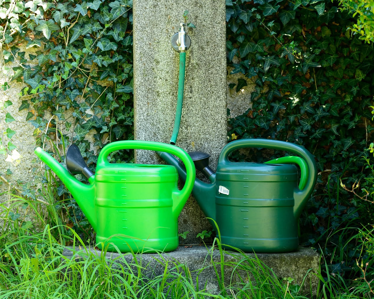 Sistema di irrigazione a goccia con tubo nero avvolto intorno alle piante di pomodoro e basilico in un orto domestico, con gocce d'acqua visibili