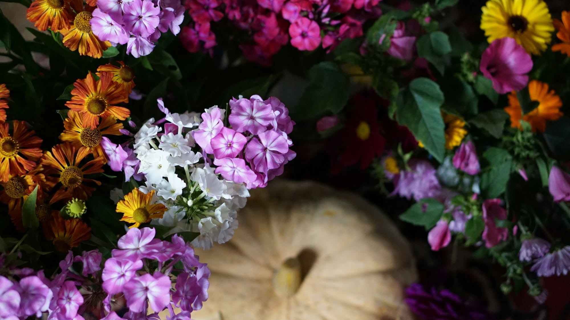 Aiuola autunnale con viole del pensiero viola e bianche, cavolo riccio verde scuro, e terriccio scuro fresco dopo la semina, con gocce di rugiada sulle foglie