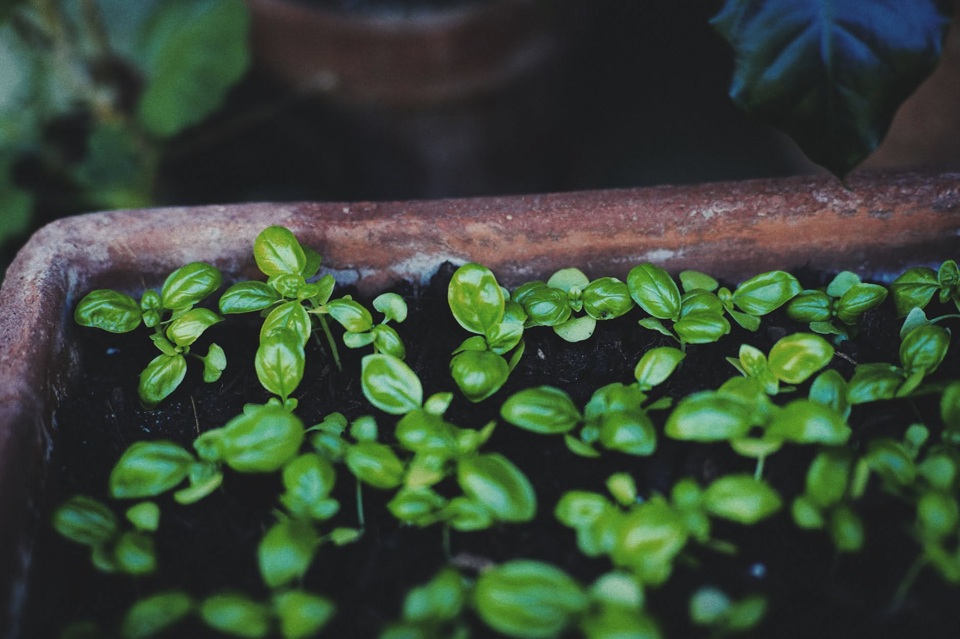 Mani che seminano in solchi di terra scura in un orto soleggiato, con semenze in una ciotola e filari già germinati sullo sfondo in settembre