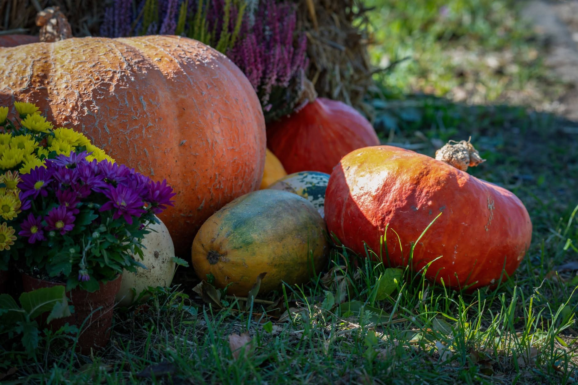 Orto autunnale con file di giovani piantine di insalata e cavolo seminati in terra scura, foglie verdi tenere e riflessi del sole di ottobre