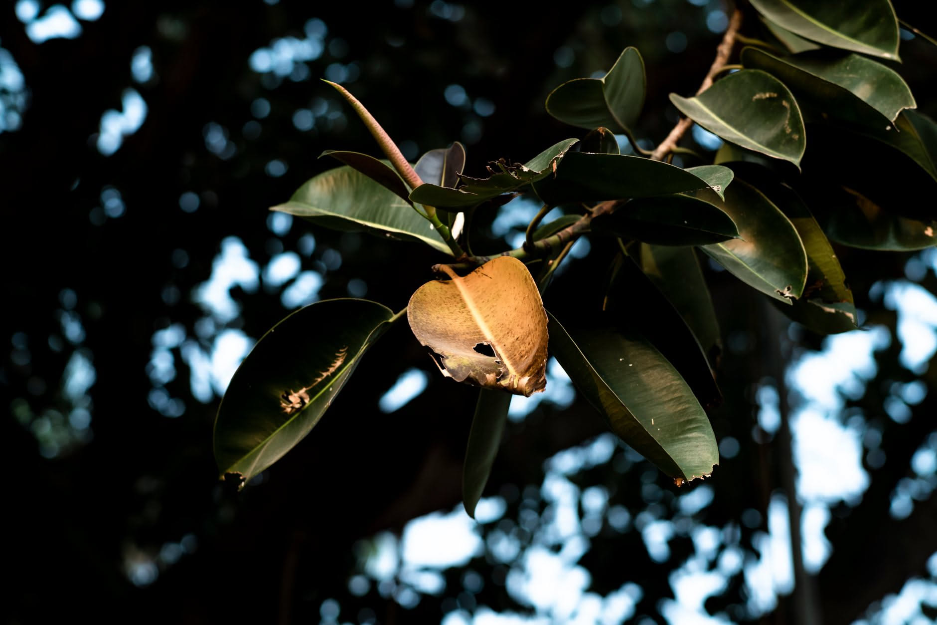 Ficus benjamin con rami parzialmente spogli, foglie cadute a terra, pianta in vaso di terracotta su davanzale con luce naturale