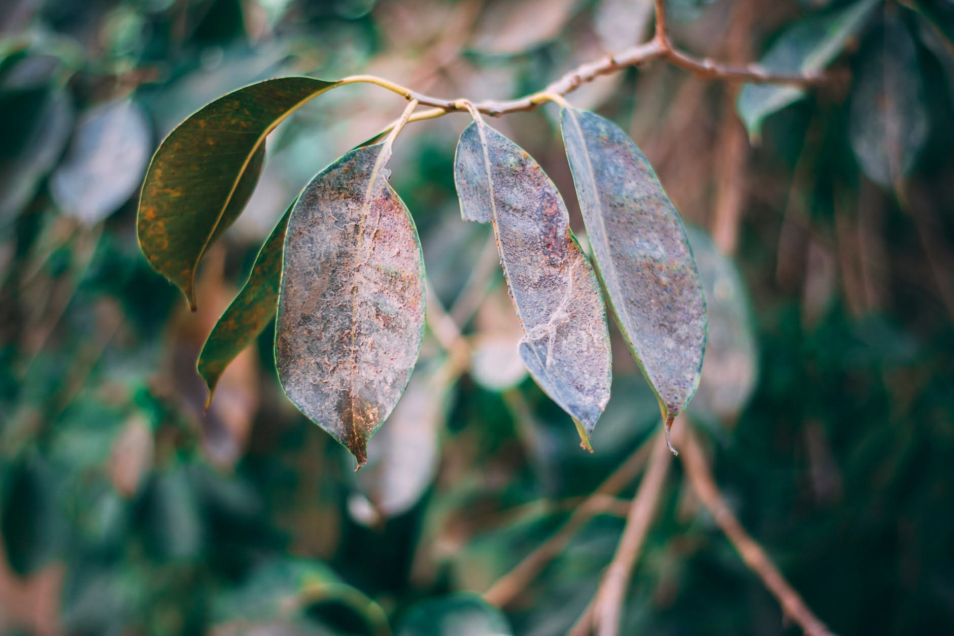 Ficus benjamina con fogliame verde posizionato lontano da un termosifone bianco acceso, su un davanzale luminoso con una pianta d'accompagnamento