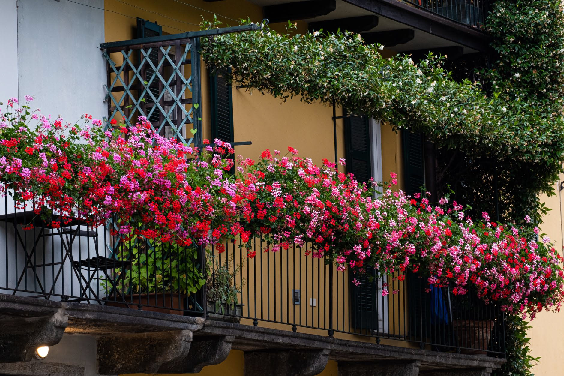 Balcone con piante in vasi durante una gelata invernale: gerani rossi, edera verde e una poinsettia ricoperta di brina bianca