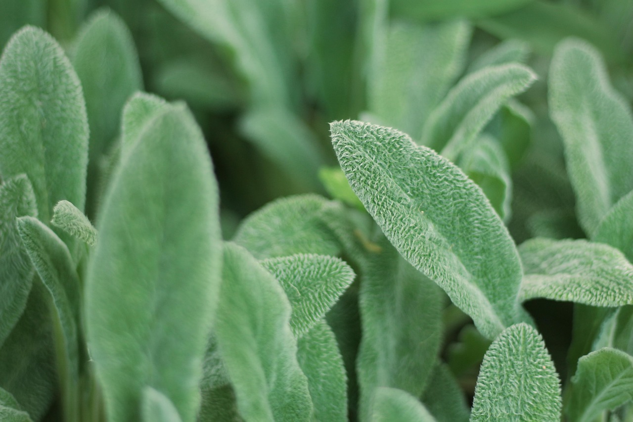 Cespuglio di salvia dalle foglie verde-argento in un orto assolato di inizio agosto, con mani che tagliano un rametto apicale con le forbici