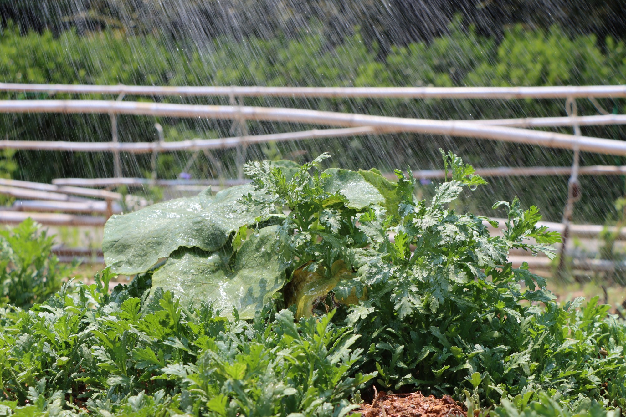 Orto estivo con pomodori e zucchine protetti da rete ombreggiante, terreno coperto di paglia, sistema di irrigazione a goccia visibile tra le file di piante