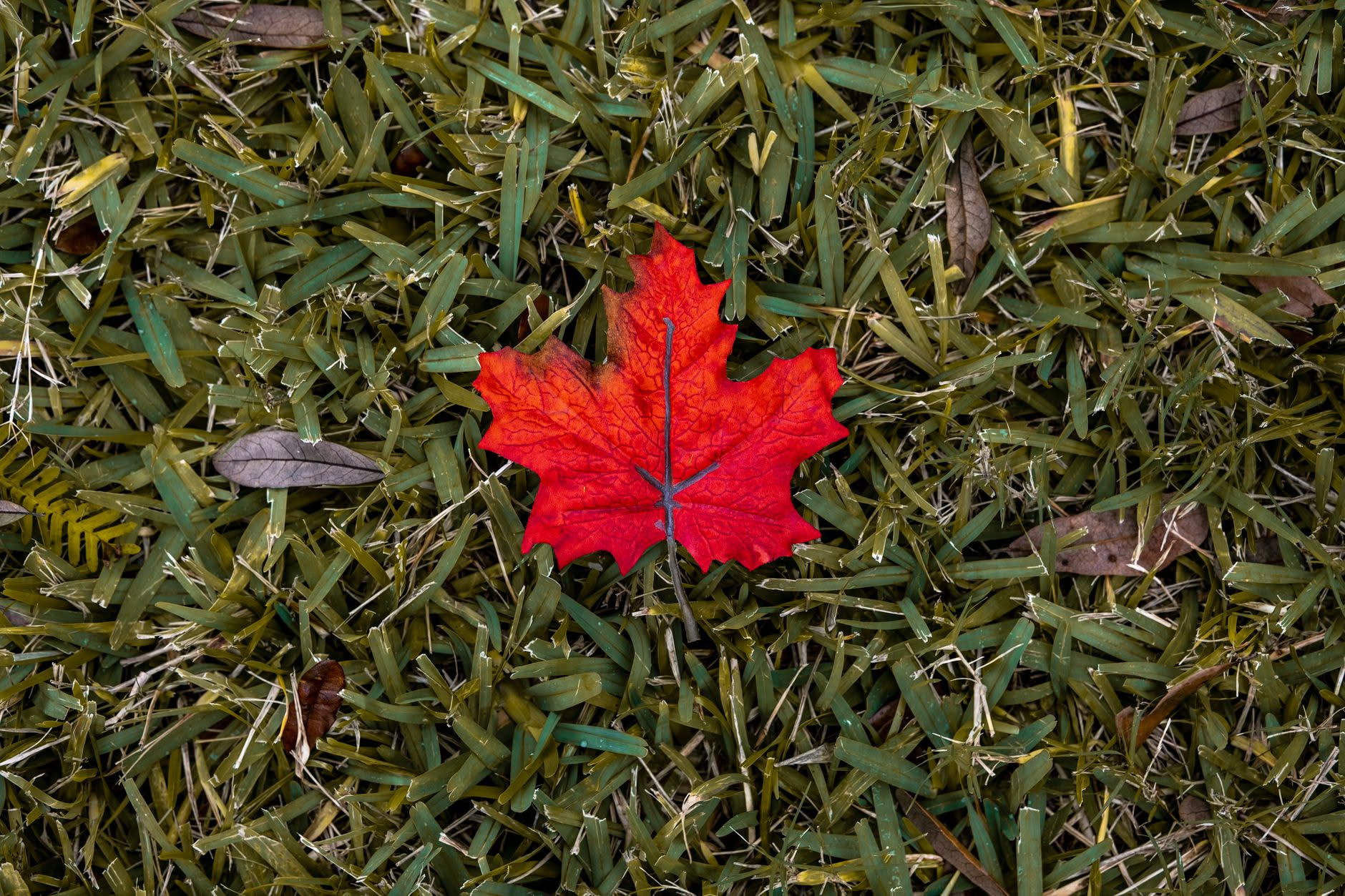 Foglie di acero rosse e gialle in autunno con il rosso che risale lungo le nervature
