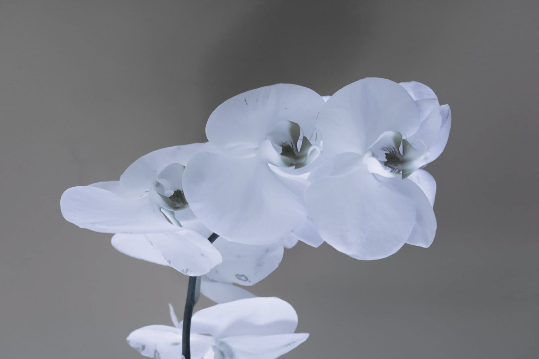 Radici di orchidea visibili attraverso il vaso trasparente