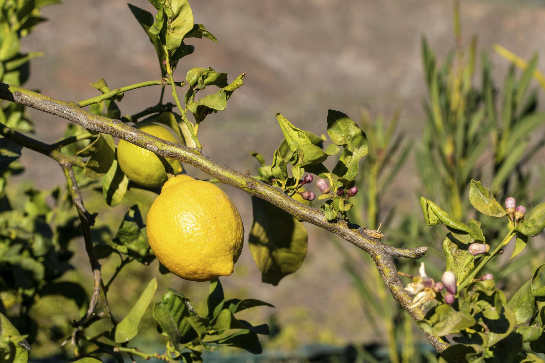 Limone in vaso con foglie ingiallite e cadute alla base