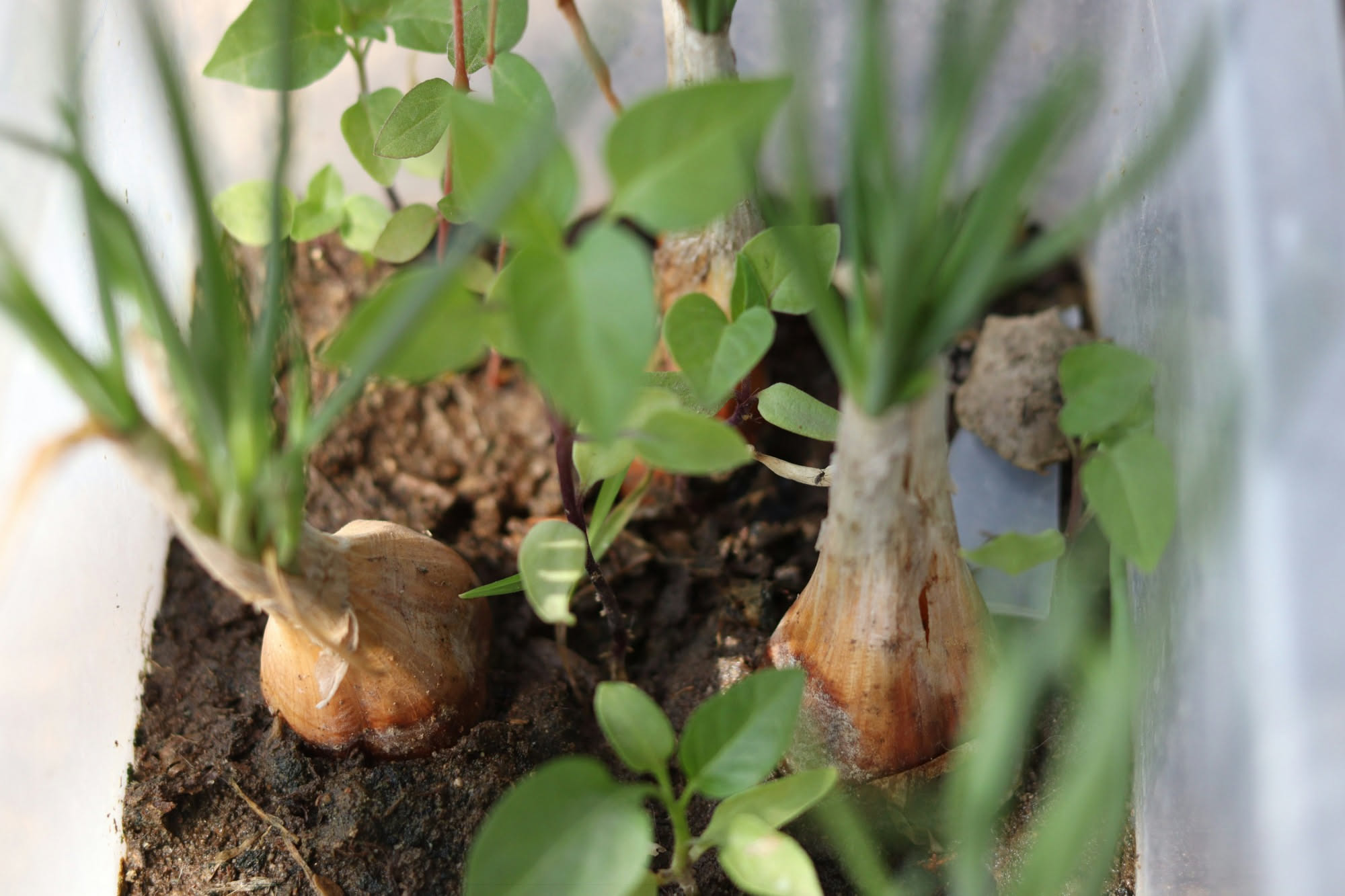 Spicchi di aglio pronti per la messa a dimora in autunno