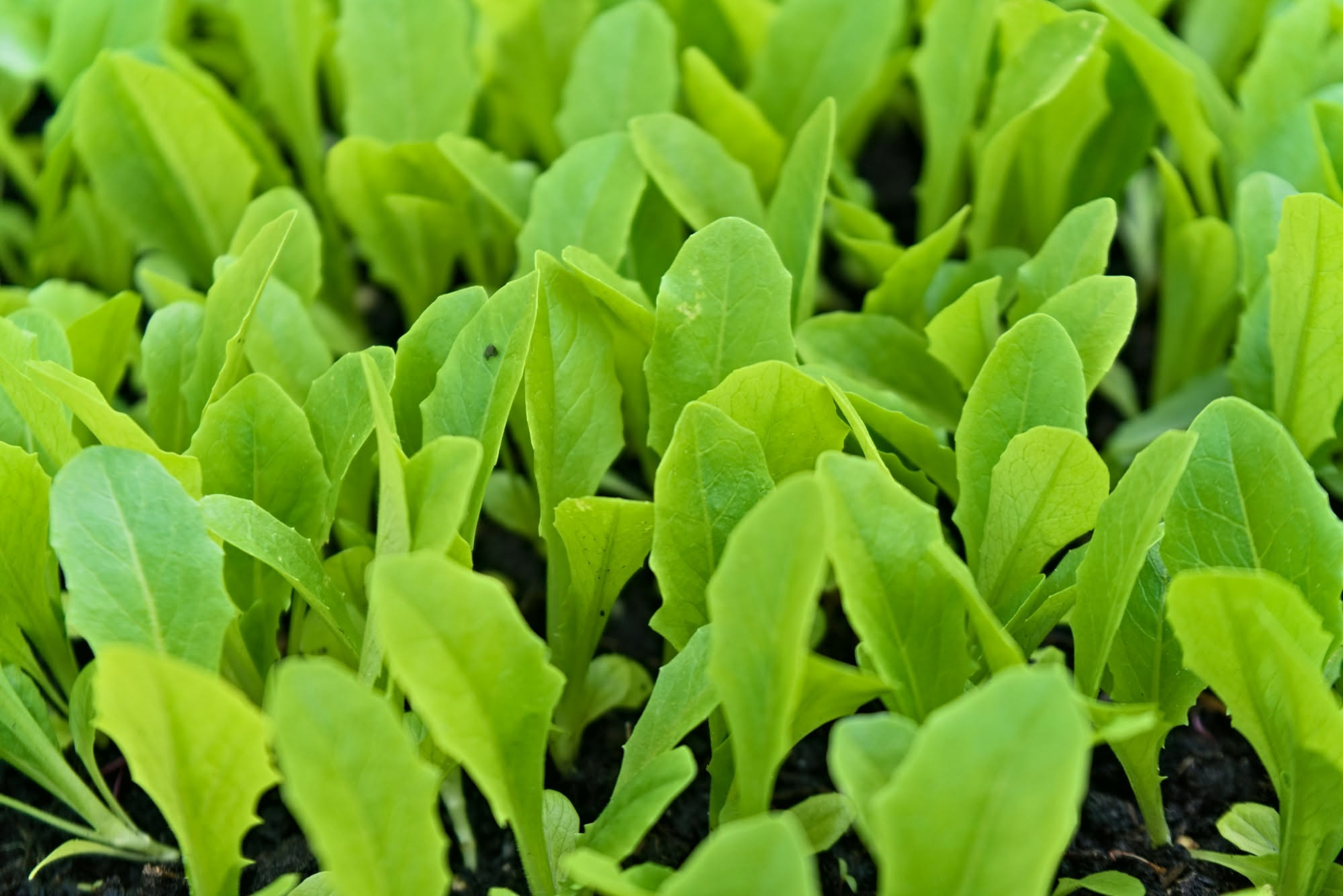 Semina di insalate da taglio in un'aiuola dell'orto a fine estate