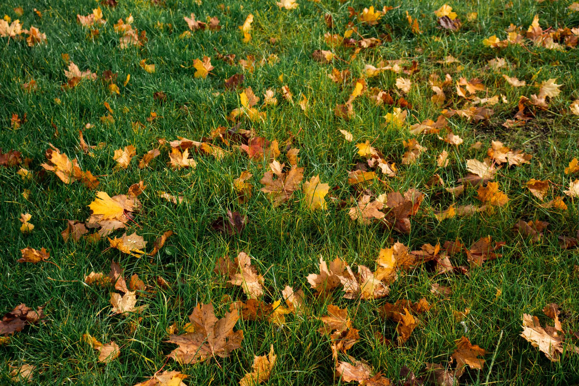 Foglie ingiallite e arrossate su un ramo in autunno