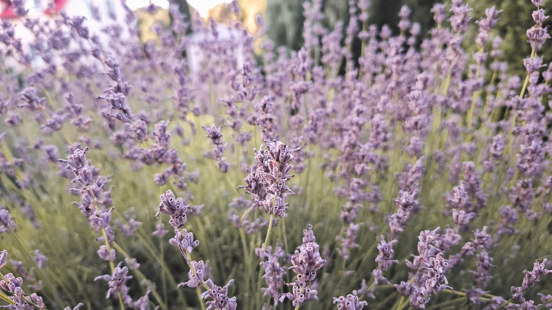 Cespuglio di lavanda in vaso su un terrazzo