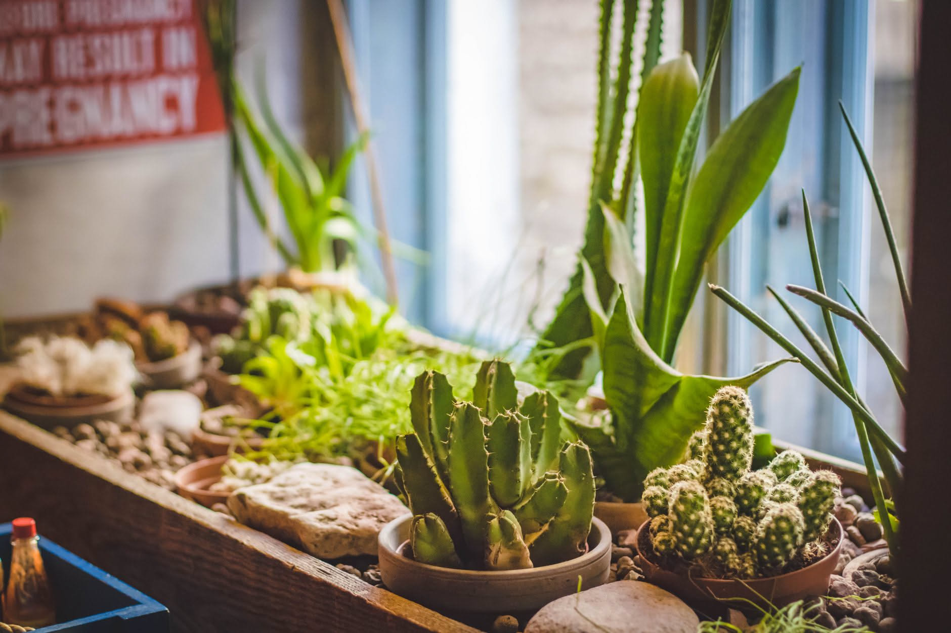 Succulente in vaso con colorazioni diverse