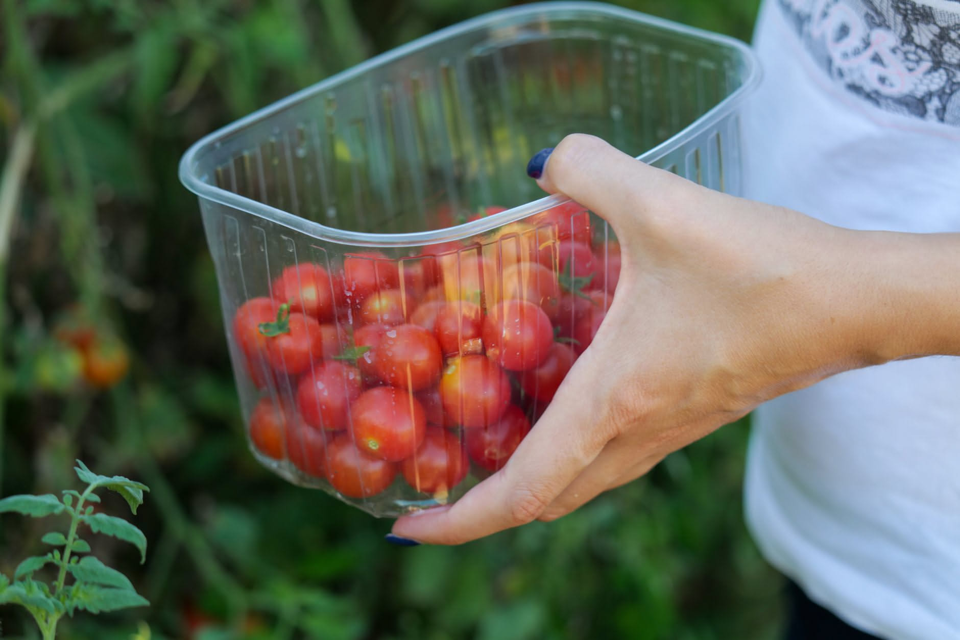 Grappolo di pomodori ciliegino rossi con picciolo verde su un banco di ortofrutta