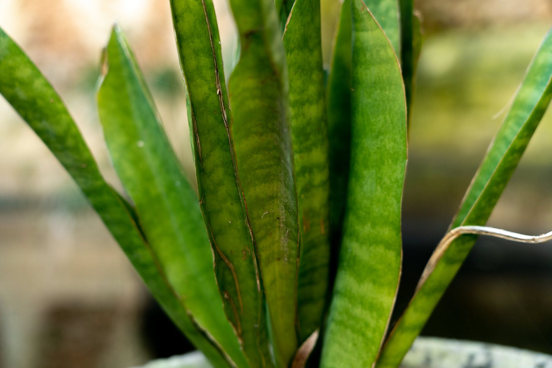 Sansevieria con foglie rigide e verticali in un vaso appoggiato a terra