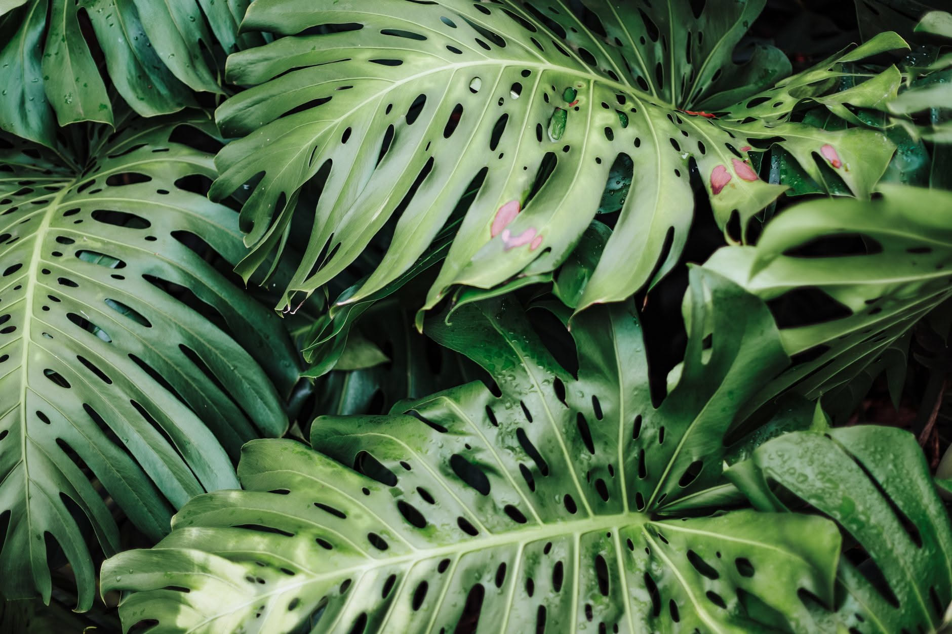 Monstera con una foglia nuova ancora arrotolata accanto alle foglie adulte forate
