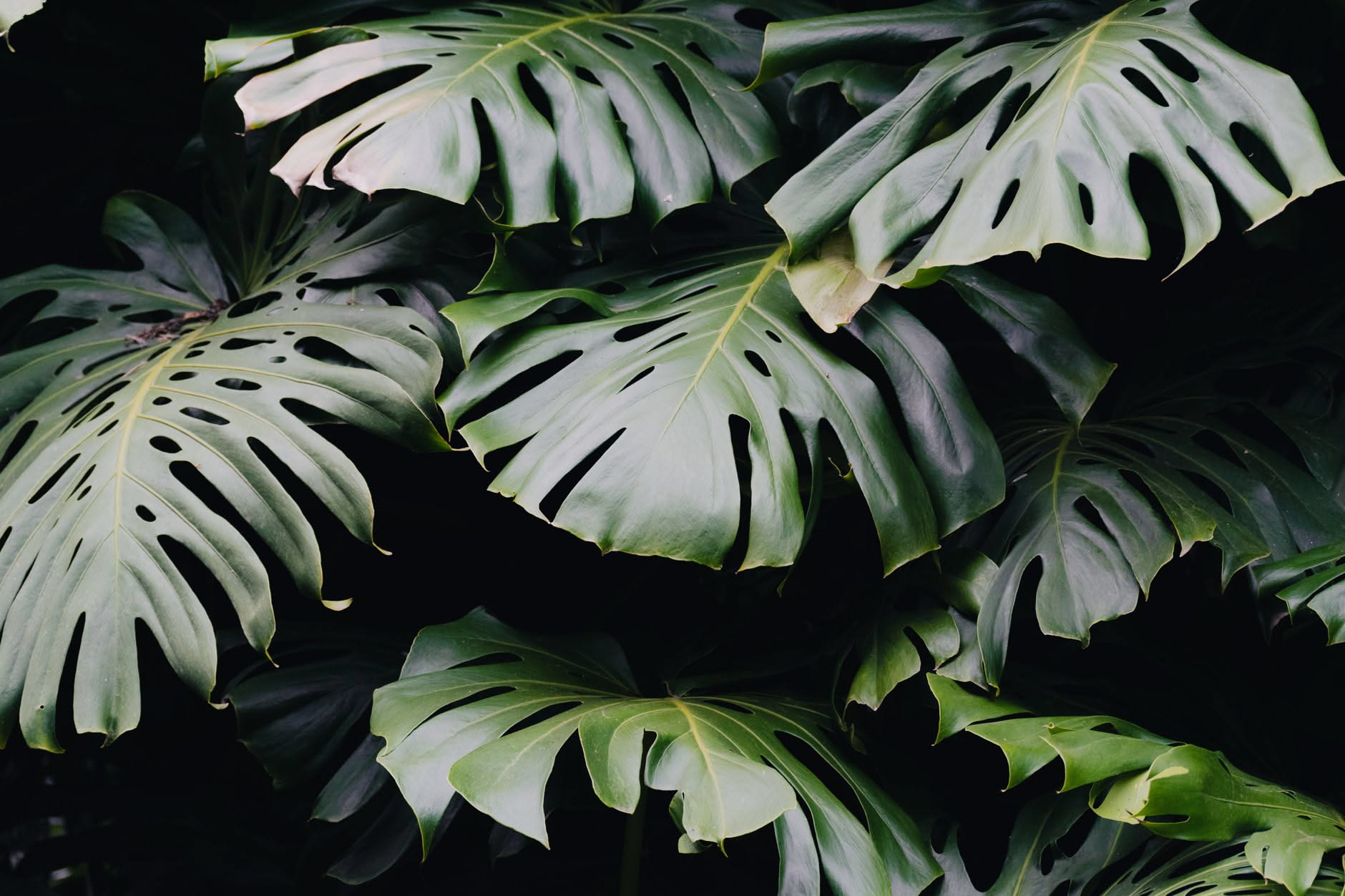 Zamioculcas con foglie lucide e carnose in un vaso appoggiato a terra