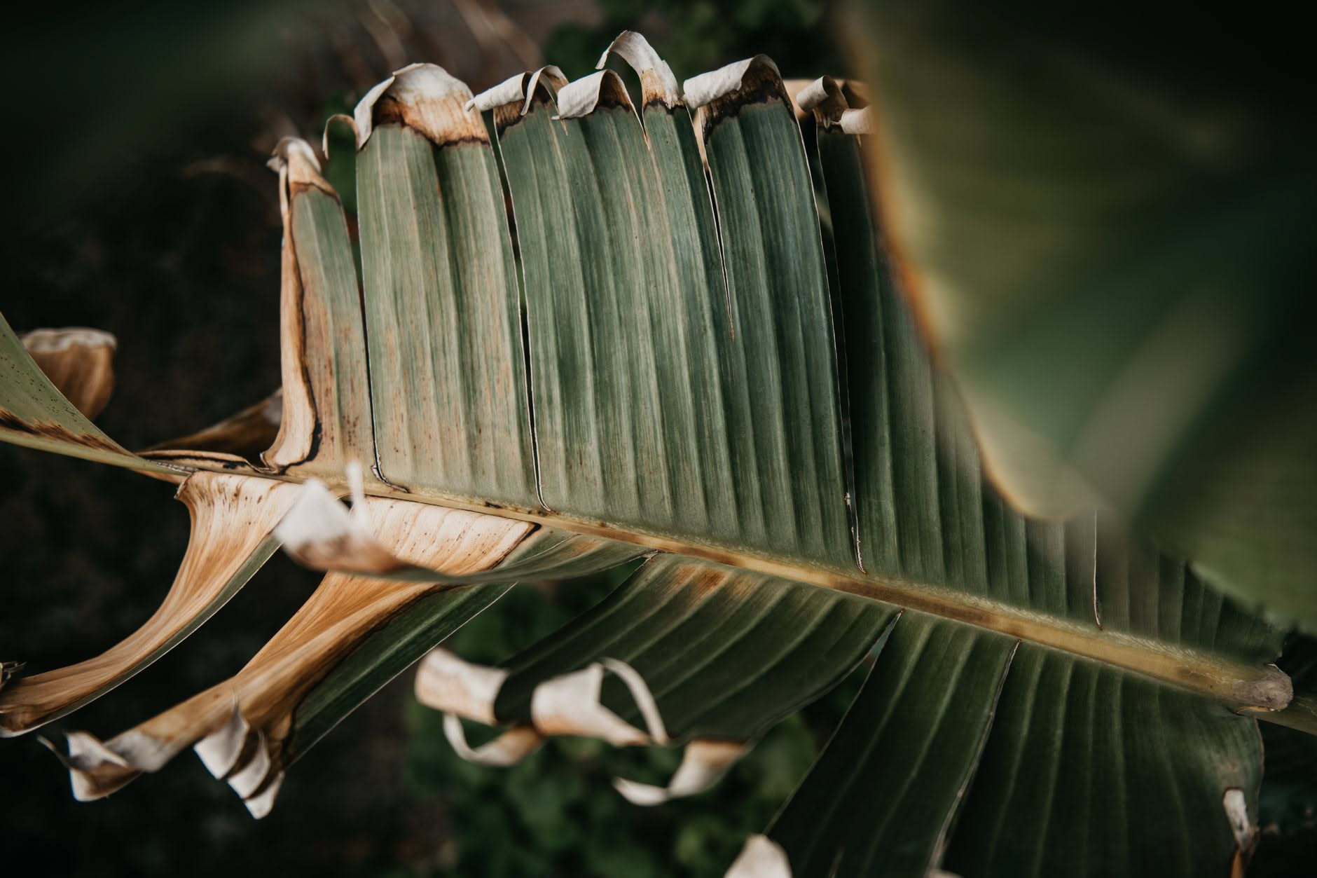 Dieffenbachia con foglie grandi screziate di bianco e fusto carnoso visibile
