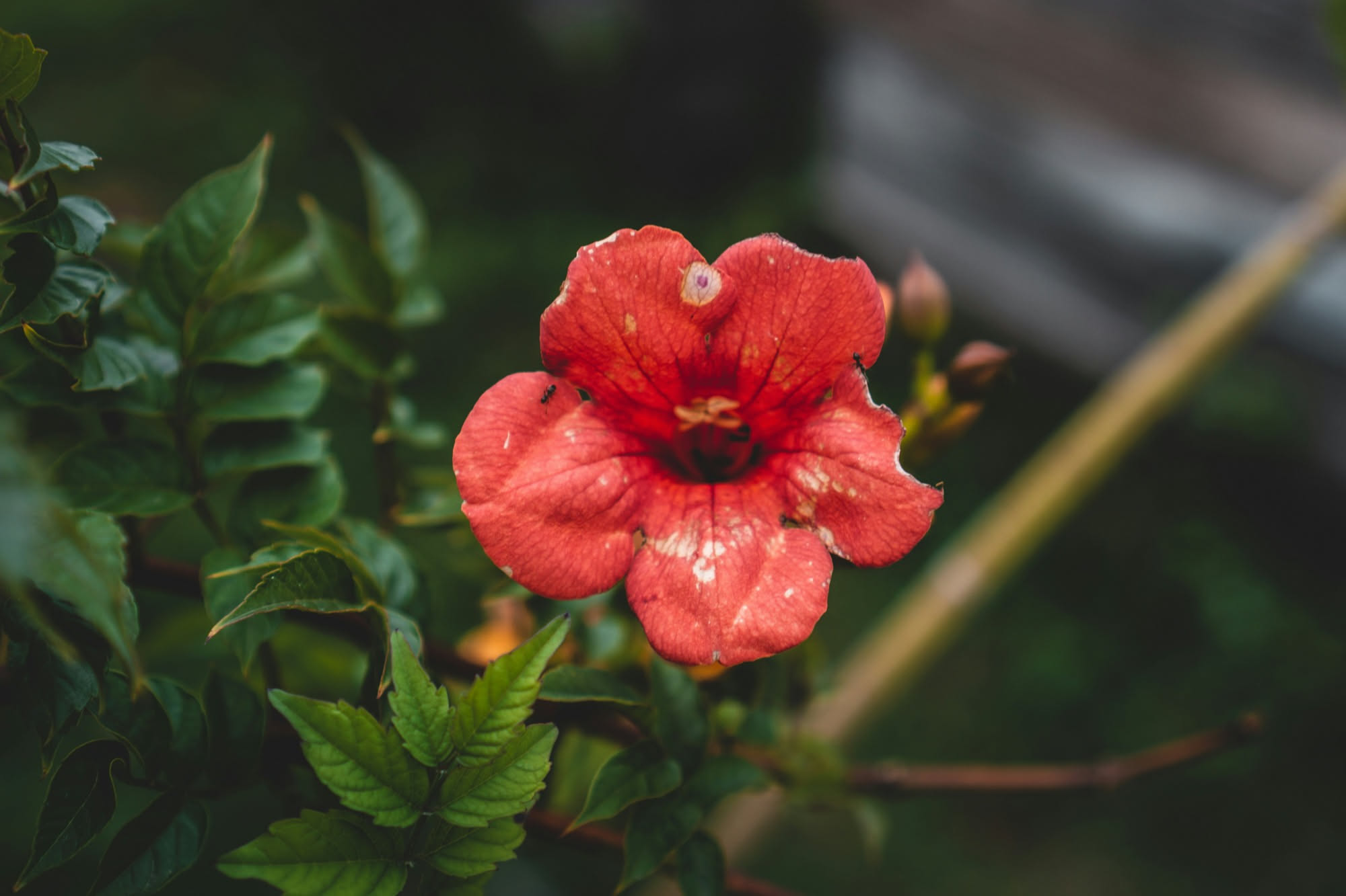 Anthurium e gatti: il fiore rosso e le foglie lucide sono la stessa cosa?
