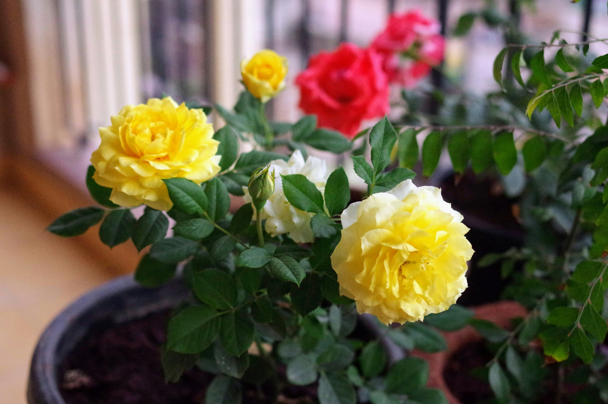 Rosa in vaso comprata fiorita: perché dopo la prima fioritura si ferma