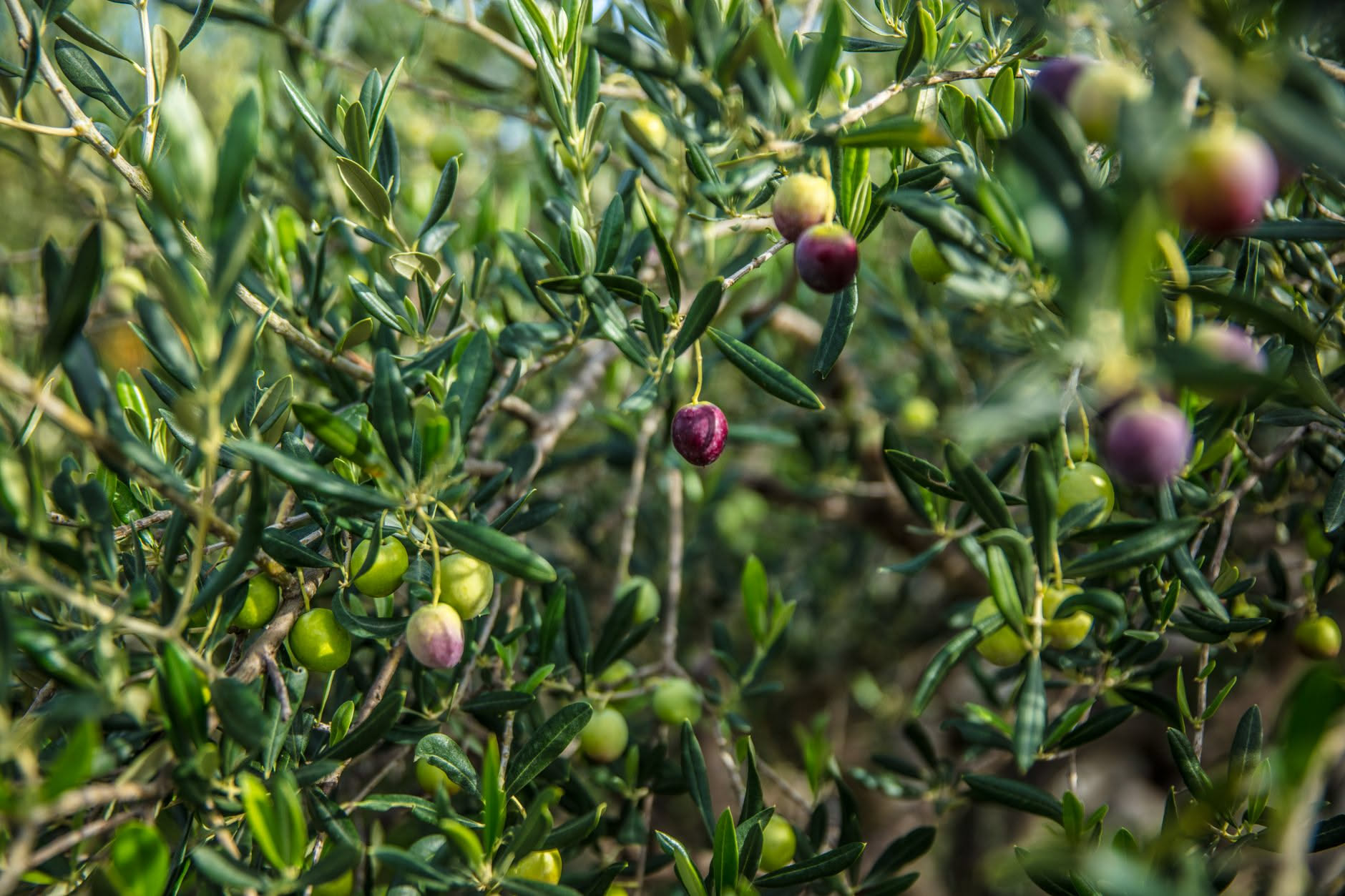 Olivo in vaso comprato al supermercato: perché non è la stessa pianta di quella nei campi