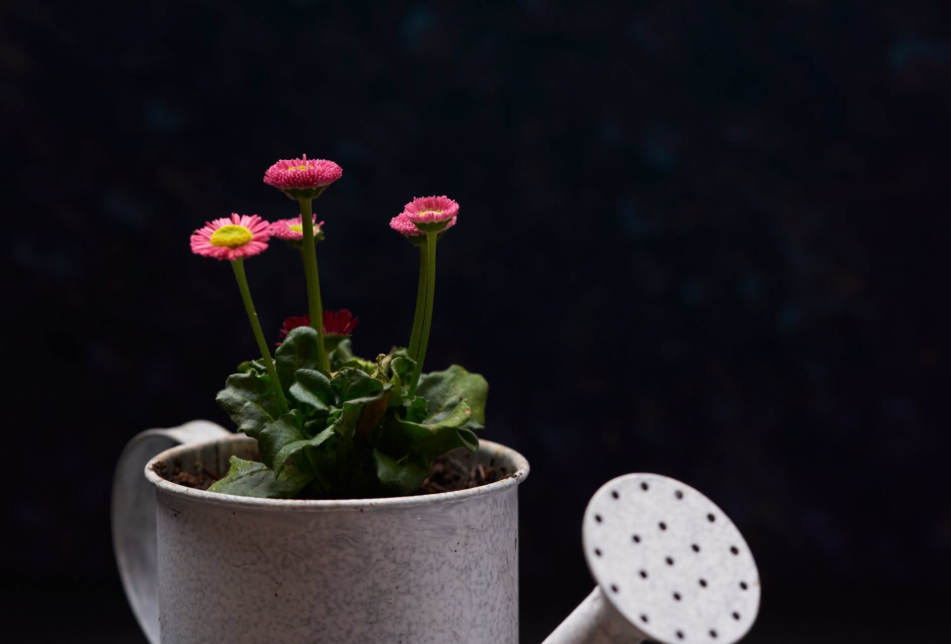 Kalanchoe con fiori rosa compatti e densi in un vaso di terracotta beige su un davanzale in ombra, foglie carnose grigio-verdi ben illuminate