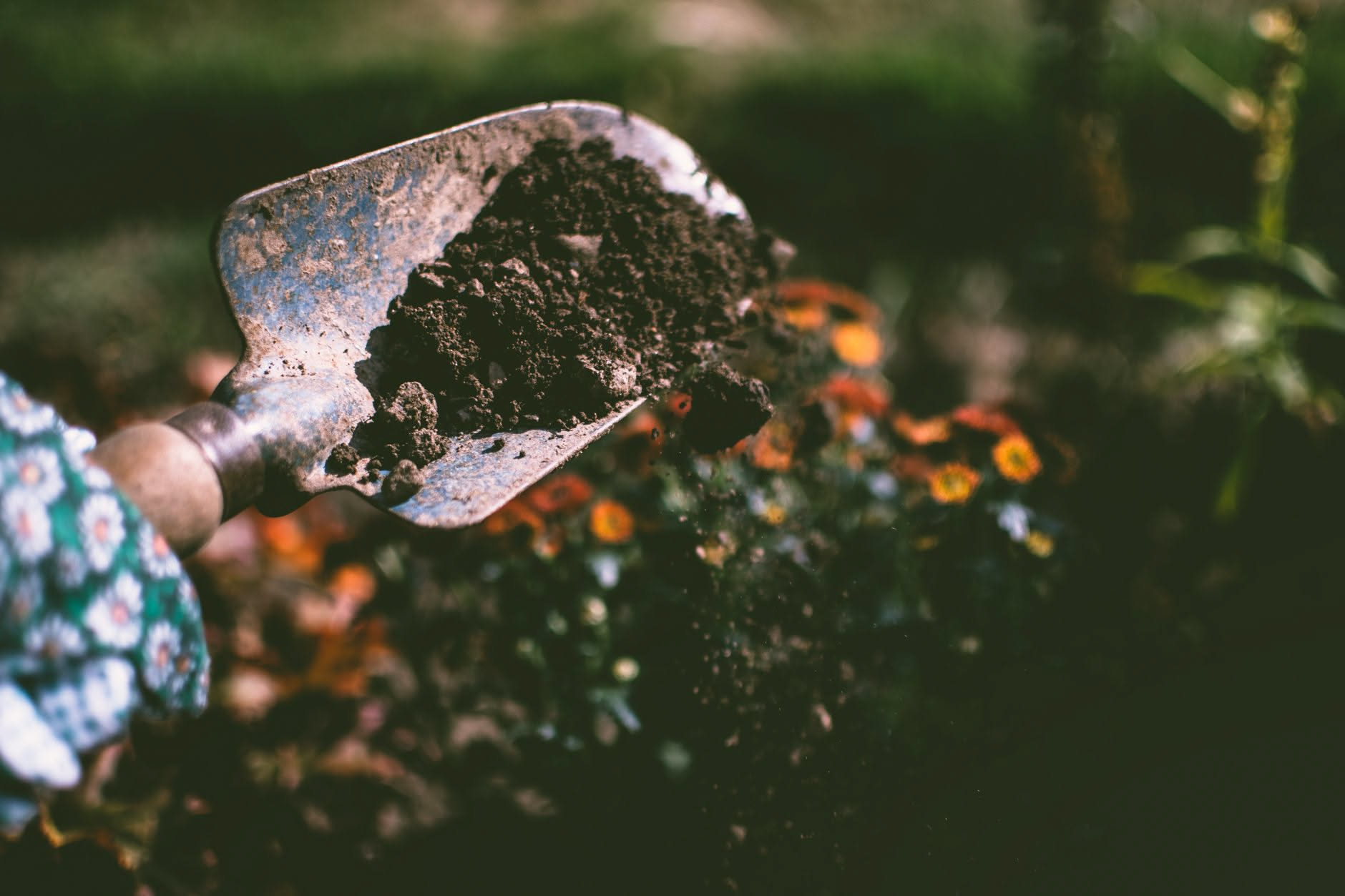 Giardino autunnale con foglie cadute, vasi di terracotta pieni di fiori di stagione, attrezzi da giardinaggio, pacciamatura di foglie secche e piante già coperte con TNT