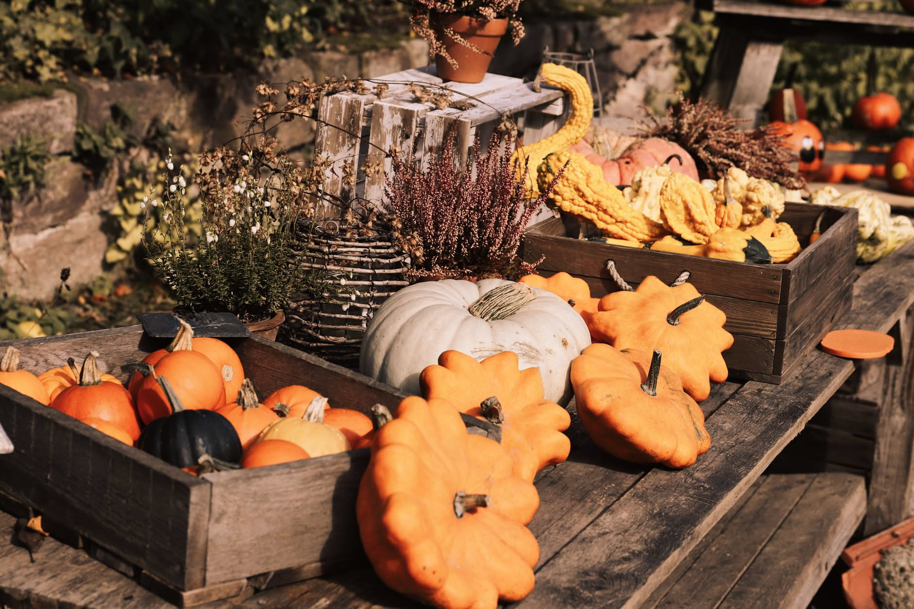 Cassette di legno e terracotta con insalata, spinaci, rucola e ravanelli su un balcone soleggiato in autunno, con foglie gialle sullo sfondo
