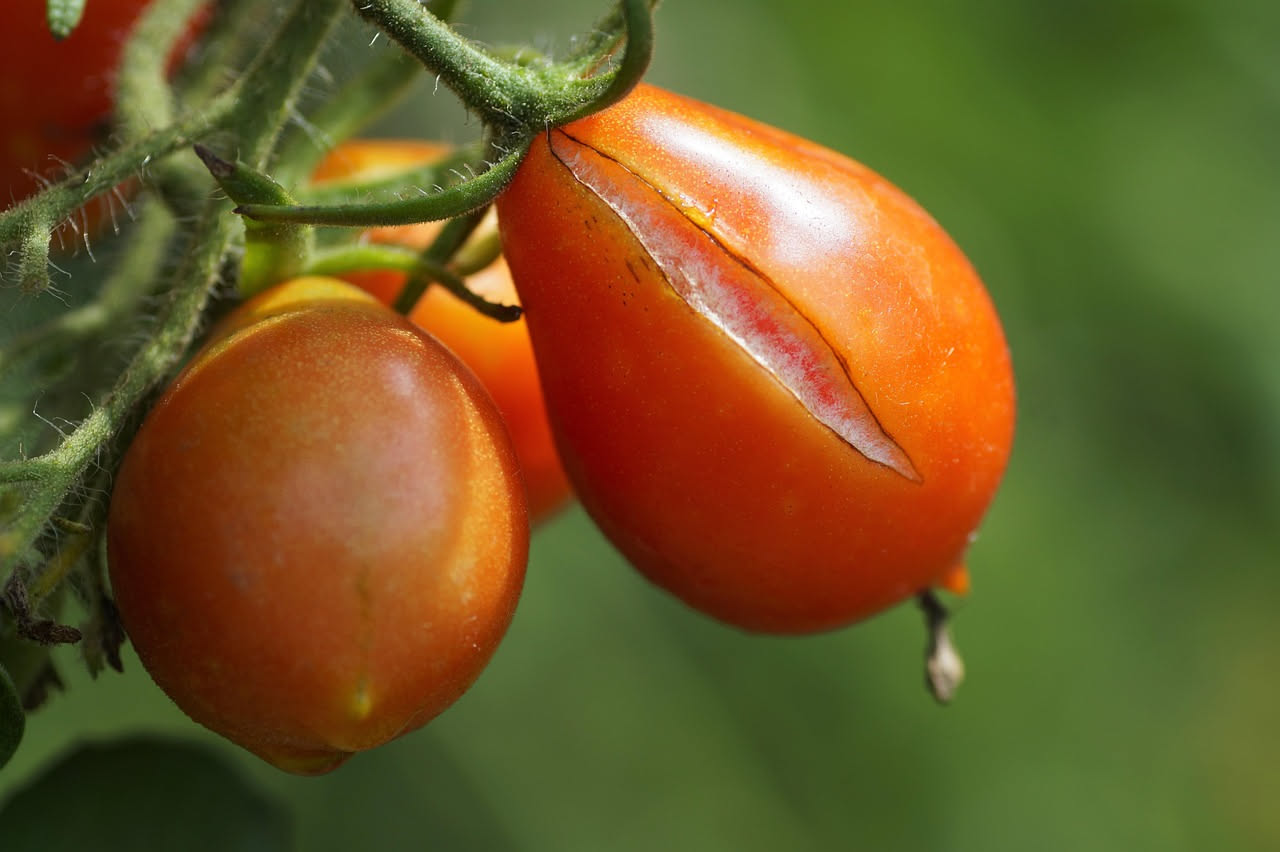 Pomodori maturi rossi con spaccature radiali sulla buccia, ancora attaccati alla pianta fra foglie verdi in un orto estivo