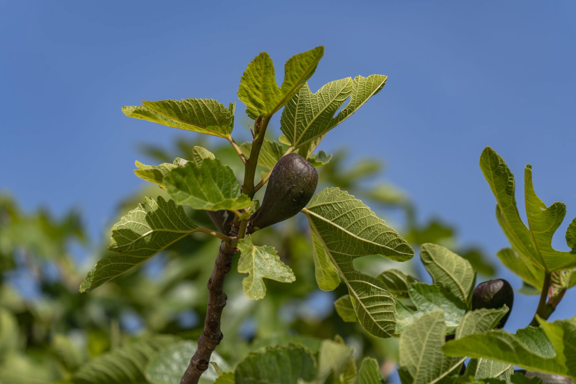 Ramo di fico con frutti verdi acerbi caduti a terra su suolo secco e screpolato, foglie verdi sullo sfondo