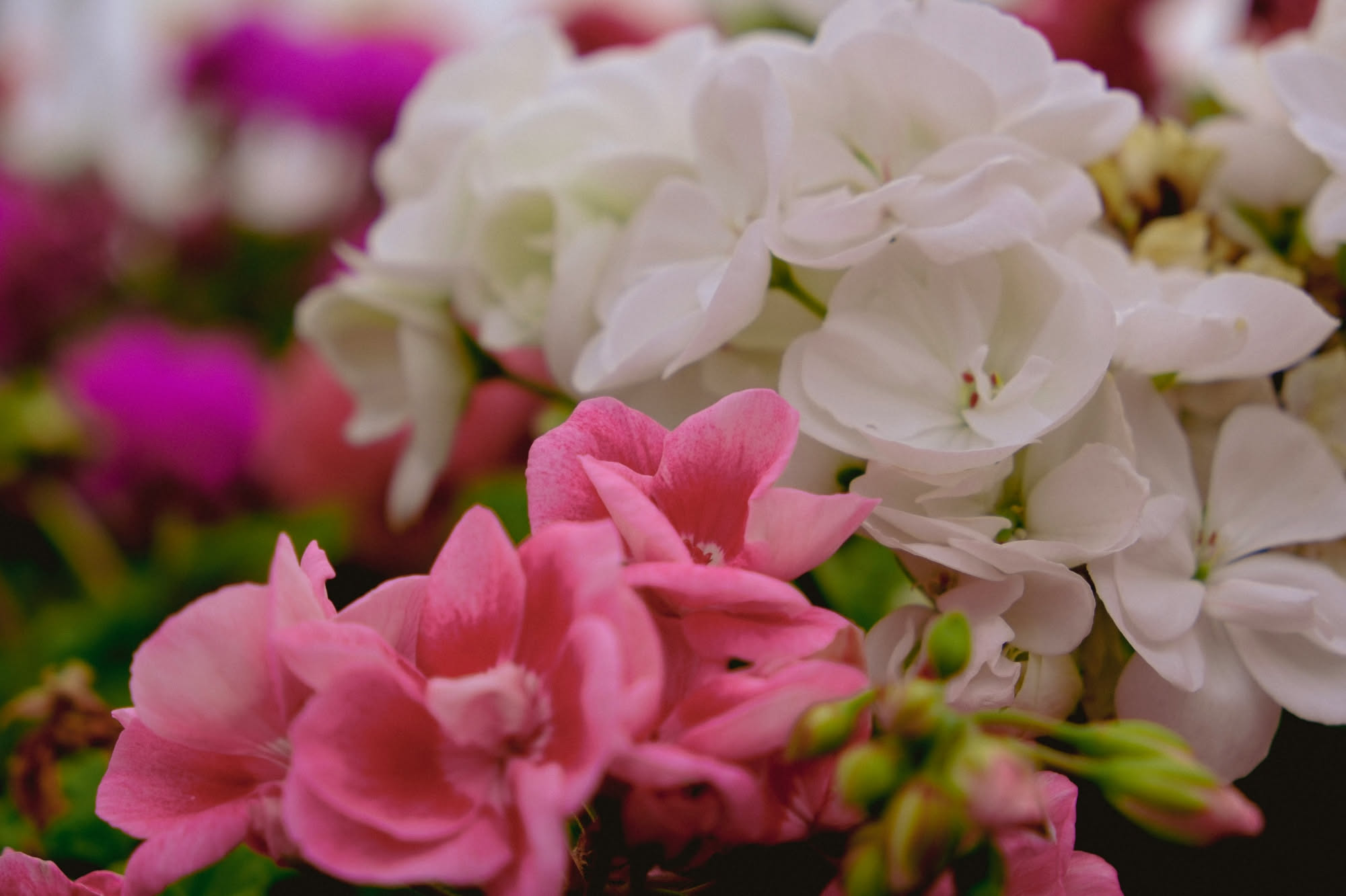 Pervinca del Madagascar con fiori rosa e lilla intensi e foglie verdi lucide in vaso su davanzale ben illuminato da luce solare naturale