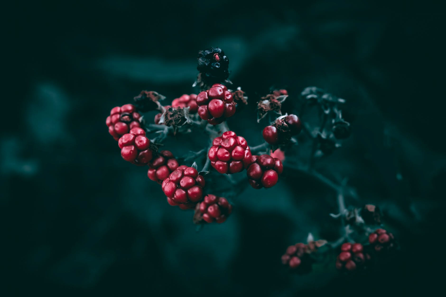 Rami di pianta con bacche rosse lucide coperte di brina invernale, su sfondo di foglie verdi e cielo grigio