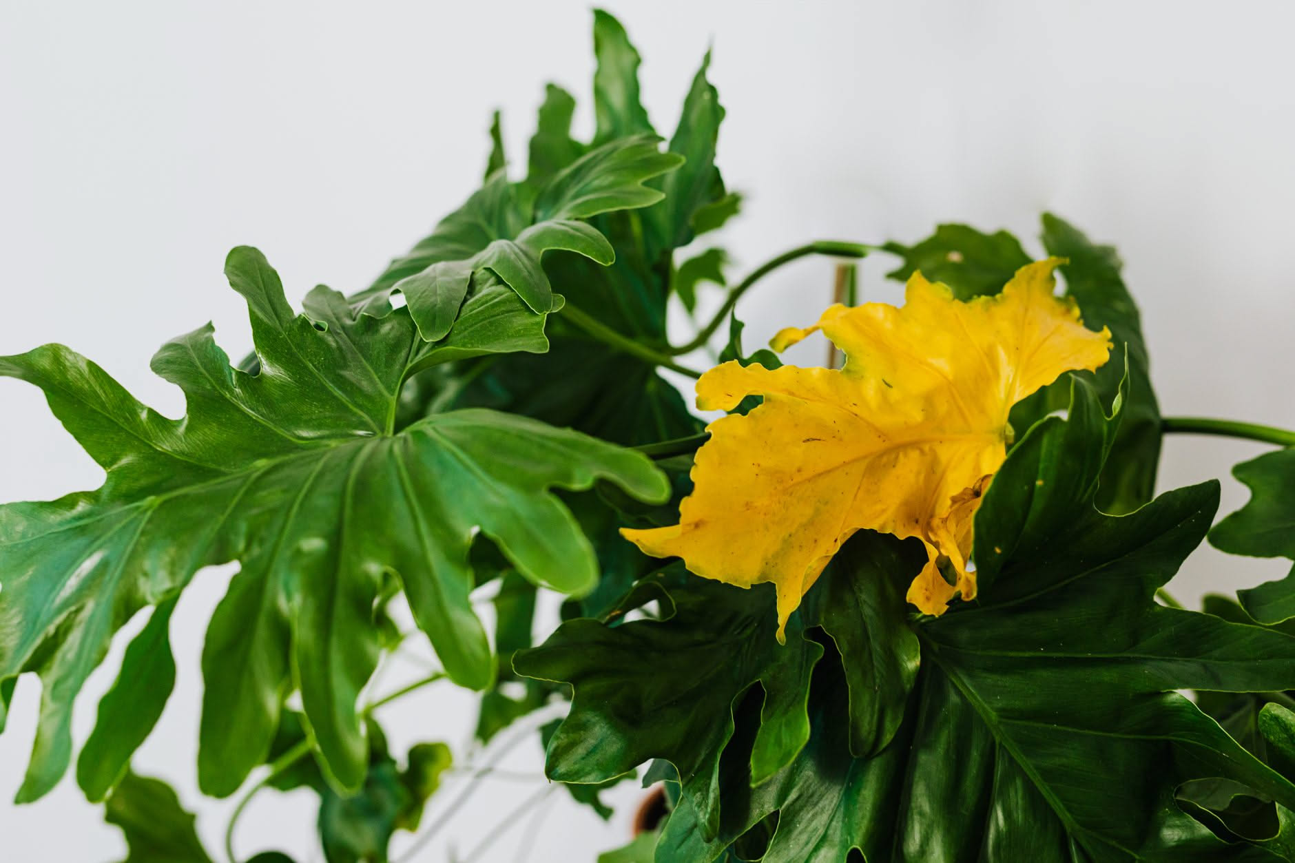 Pianta di Monstera in vaso di ceramica bianca accanto a una finestra con luce autunnale, foglie verdi brillanti, interno abitativo luminoso