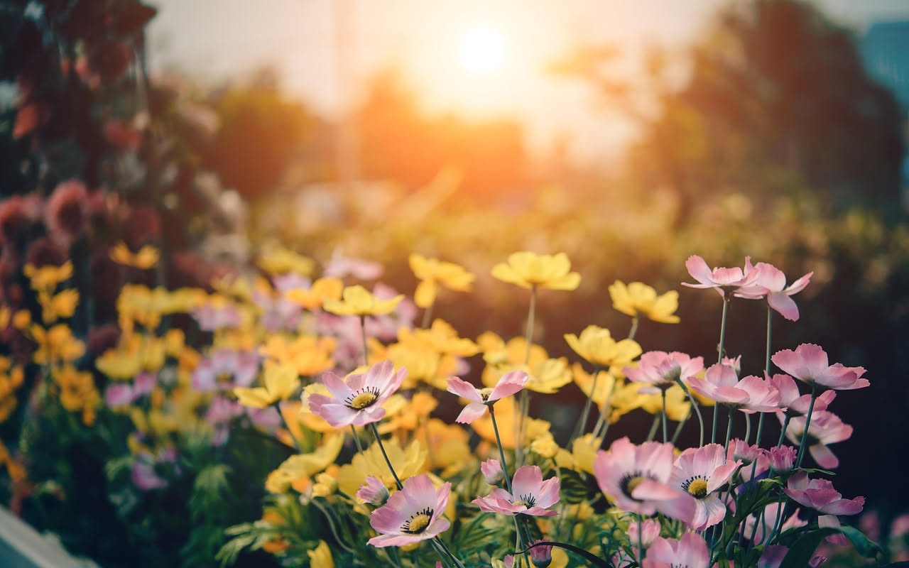 Giardino soleggiato con lavanda viola, rosmarino verde e rose rosse in fiore sotto un cielo azzurro soleggiato, terriccio sabbioso e ghiaia bianca