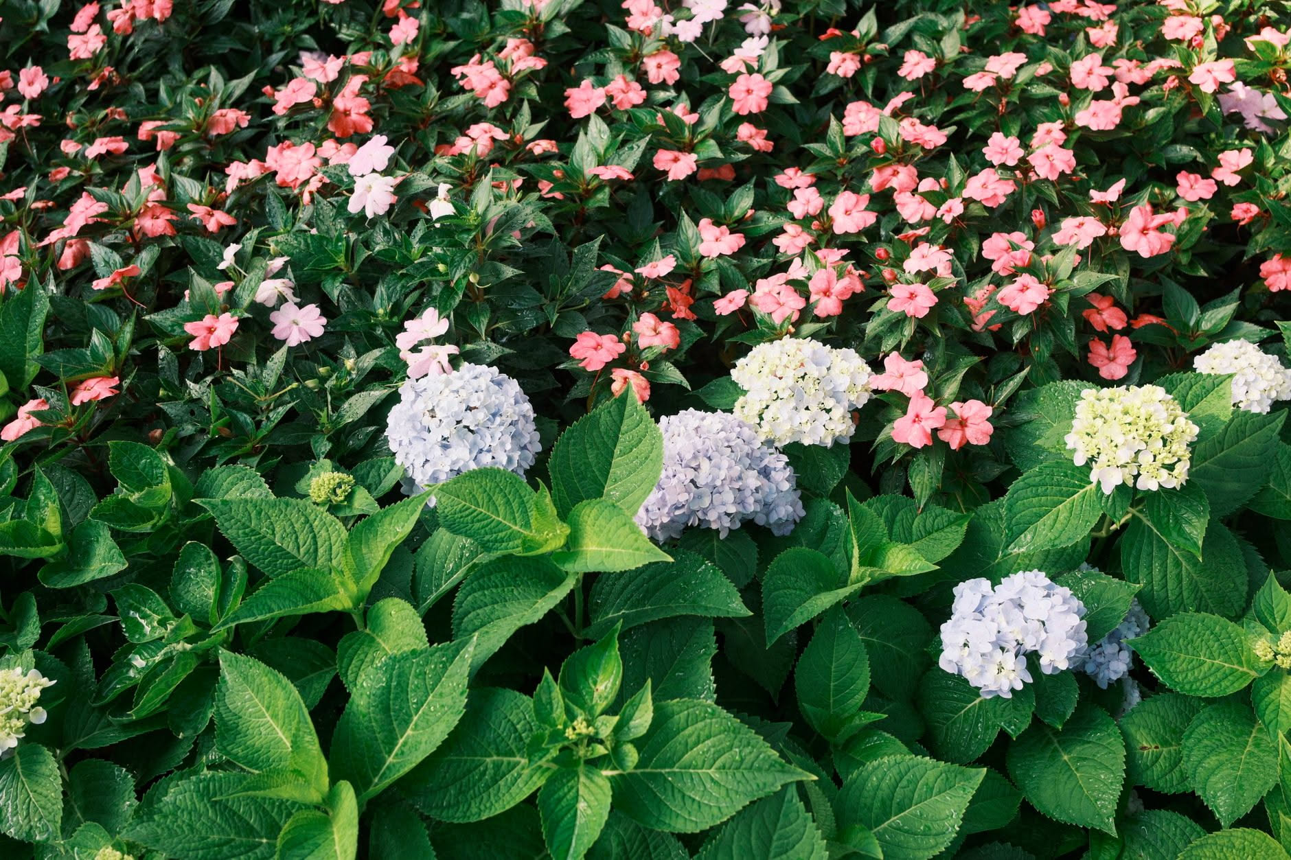Aiuola di piante perenni fiorite con astilbe rosa, delfini blu (Delphinium) e hoste verdi in un giardino ombroso