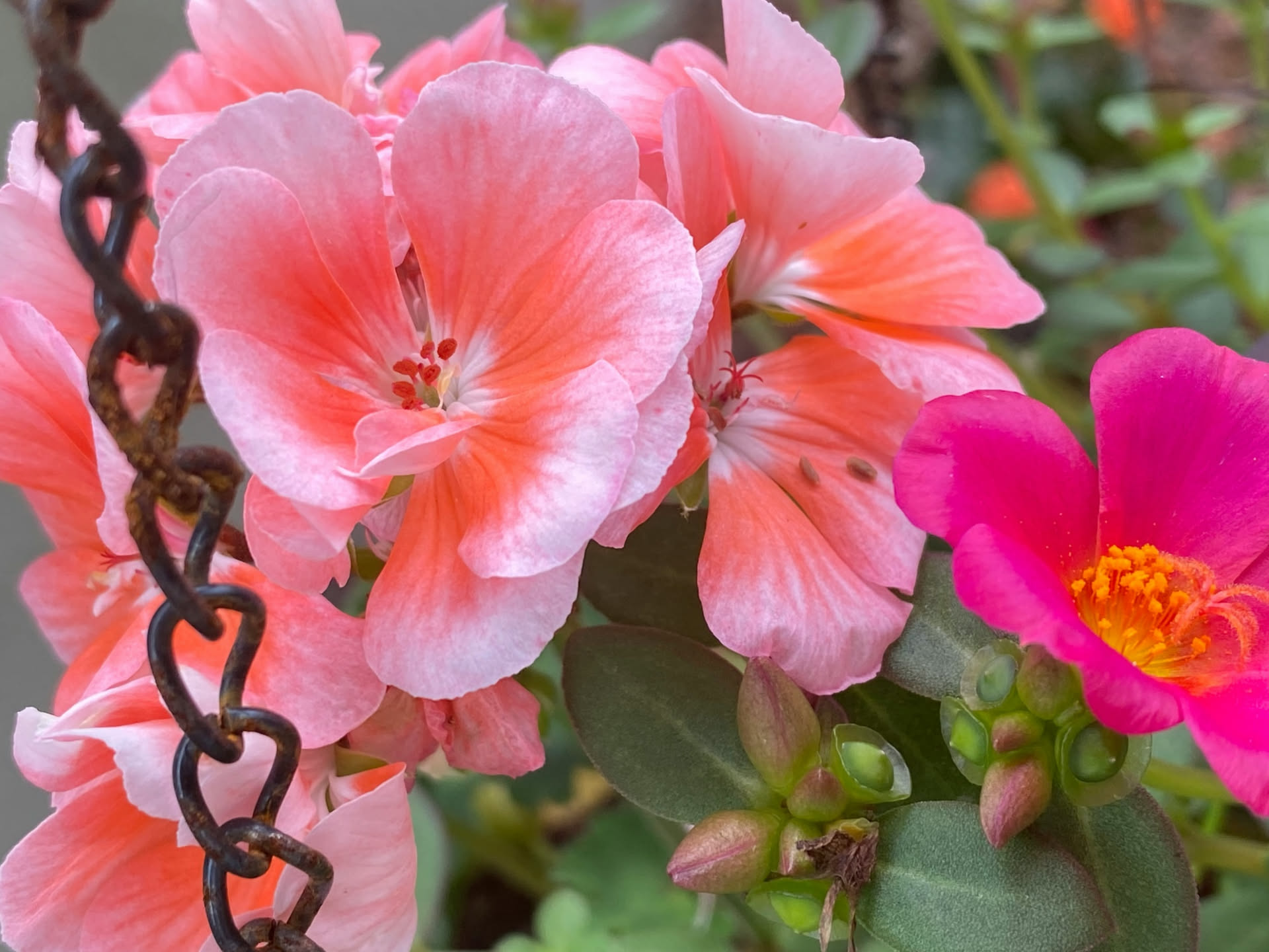 Portulaca con fiori rosa, gialli e arancioni coltivata in vaso di terracotta su un balcone soleggiato, con foglie carnose verdi e terriccio sabbioso visibile