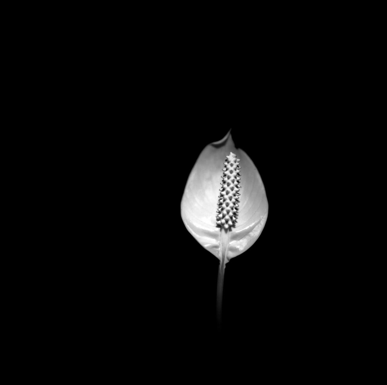 Spatifillo con foglie verdi lussureggianti in vaso bianco posizionato accanto a una finestra con luce naturale diffusa, senza fiori visibili