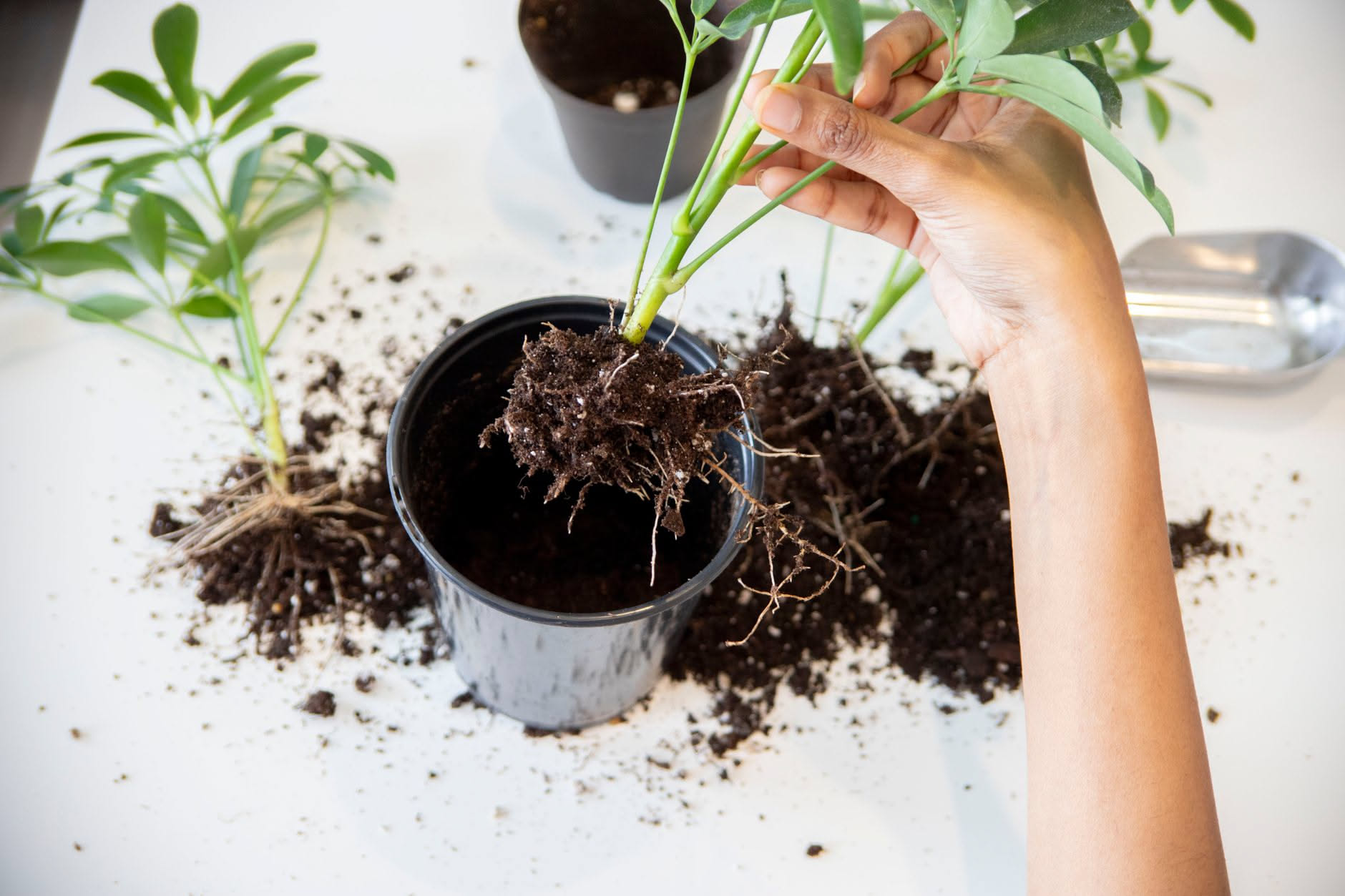 Zamioculcas con foglie verde scuro lucido in vaso di ceramica bianca su tavolo di legno, terreno asciutto visibile in superficie