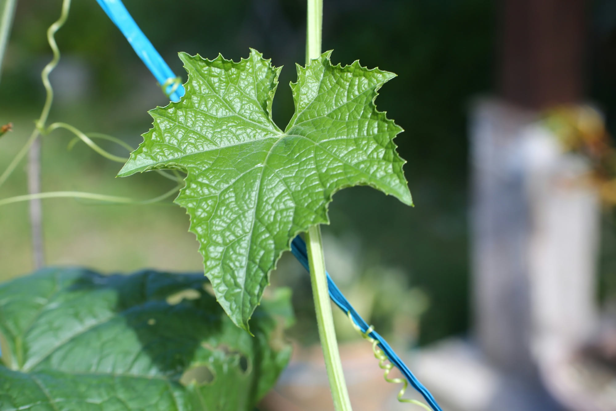 Pianta di basilico in vaso con le prime infiorescenze in cima ai fusti