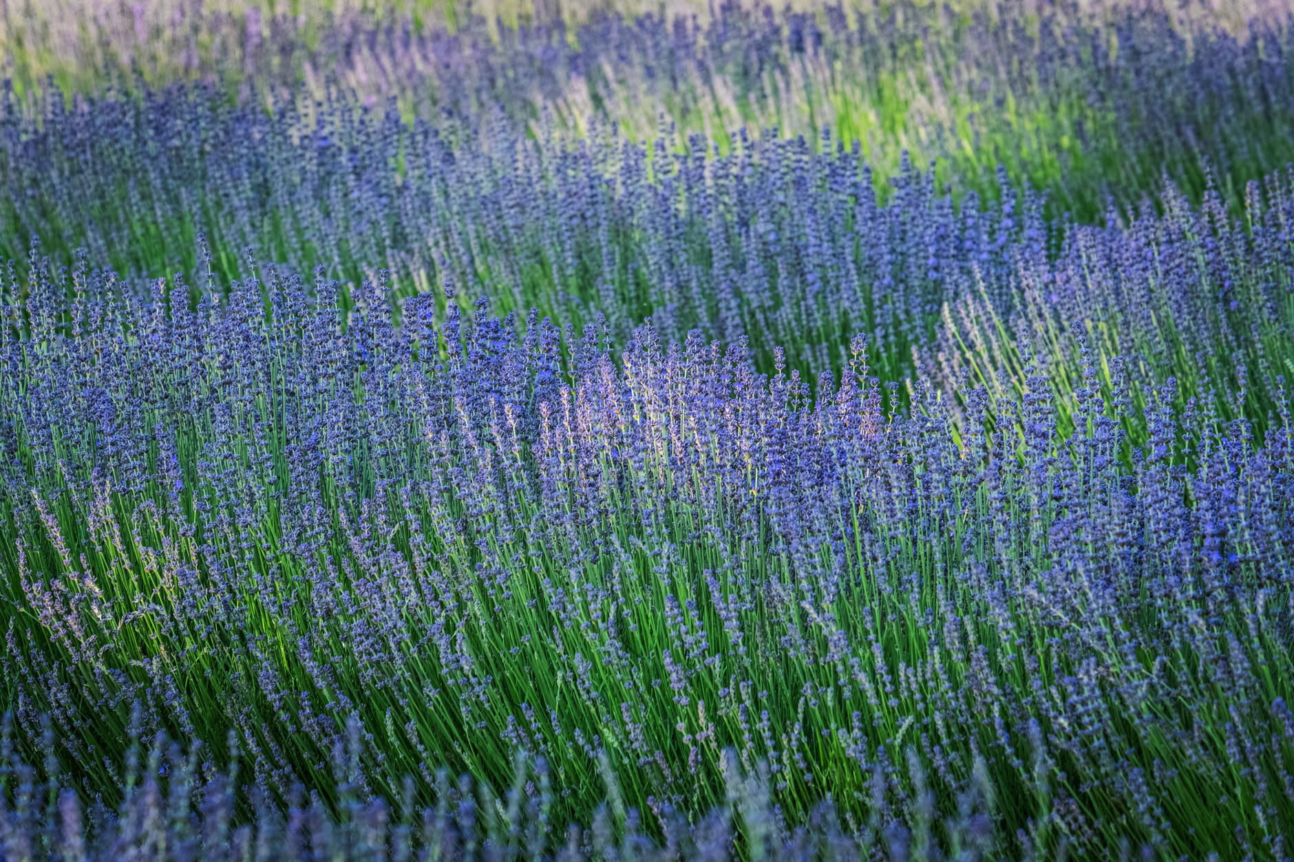 Cespuglio di lavanda potato a cupola con forbici appoggiate accanto