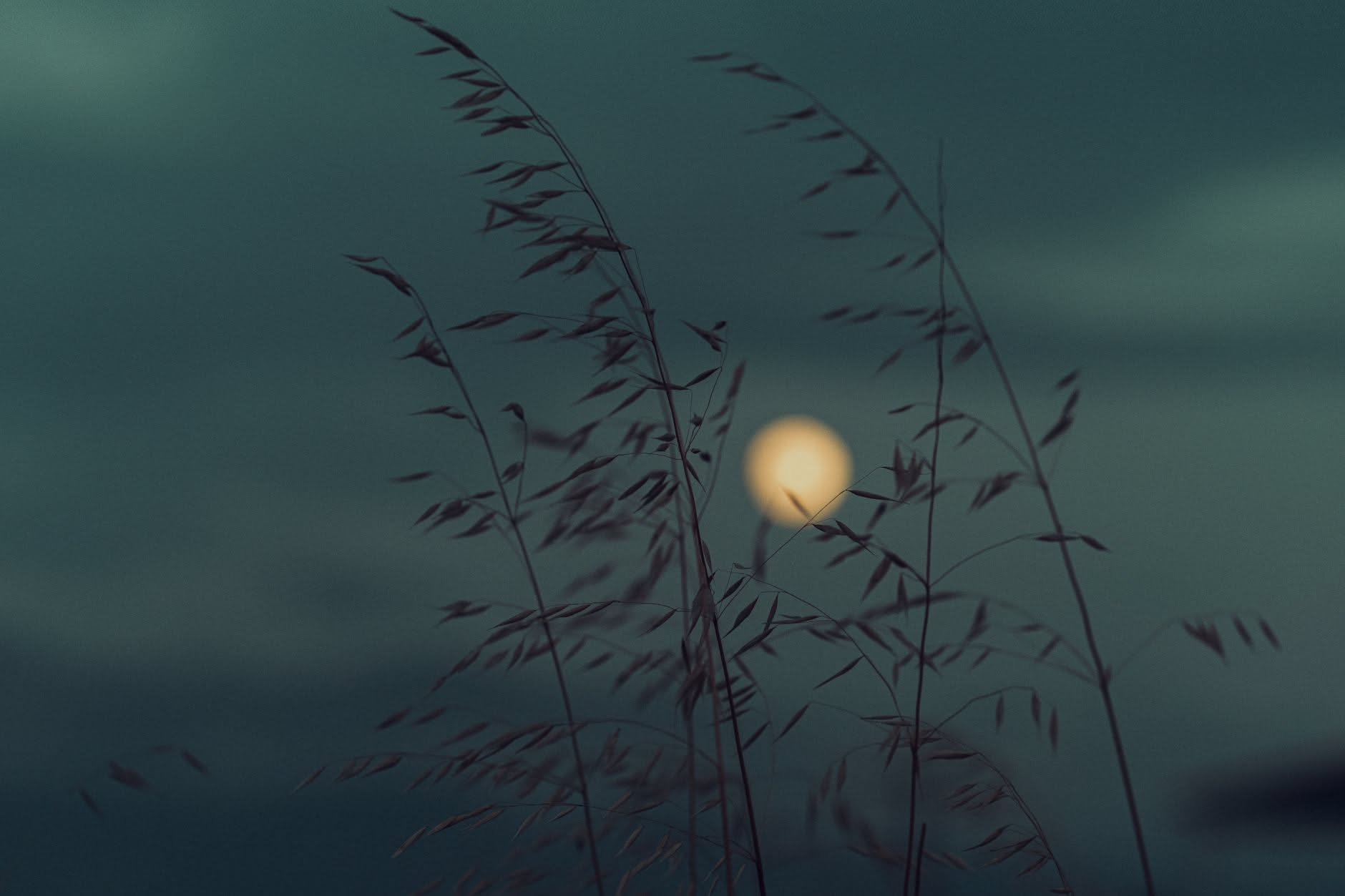 Luna crescente sopra un orto al tramonto con file di terra lavorata